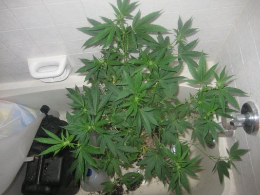 sd day12f b.jpg