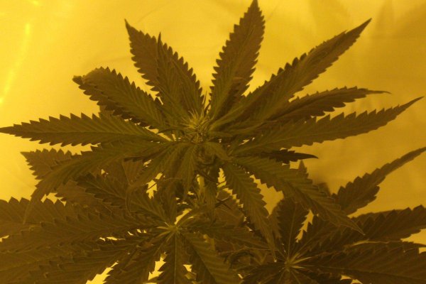 whitebubba-ogr-3.jpg