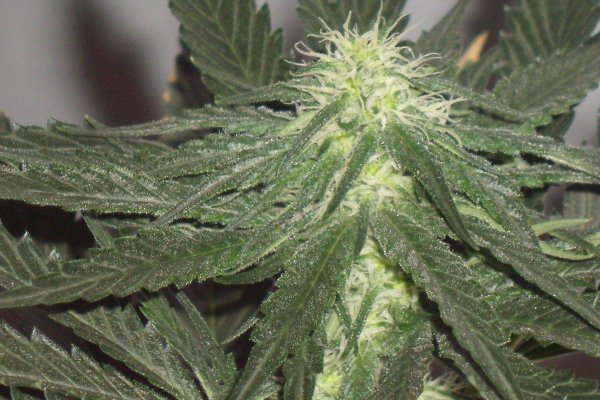 whitebubba-ogr-5.jpg
