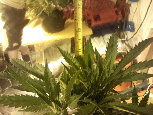 The White, Deadwood, Lifebreather NL, Blackberry and POG 5K Coco Grow