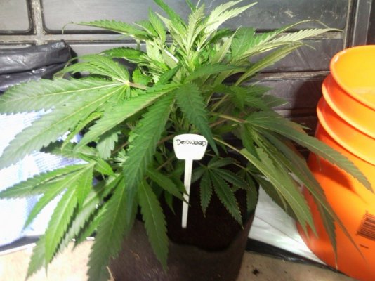 The White, Deadwood, Lifebreather NL, Blackberry and POG 5K Coco Grow