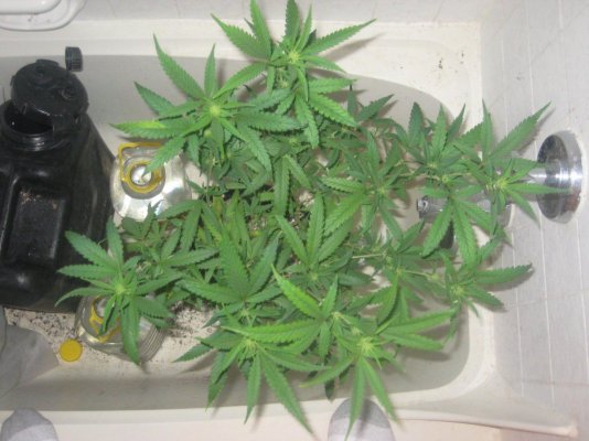 ch day13f b.jpg