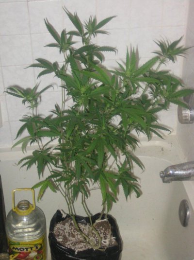 ch day13f c.jpg