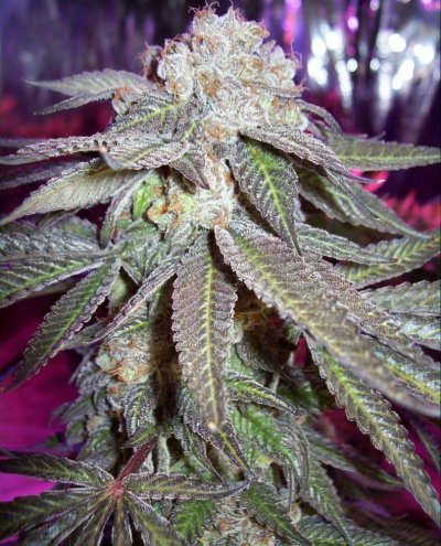 grandaddy-purps-3.jpg