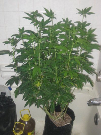 ud day14f c.jpg