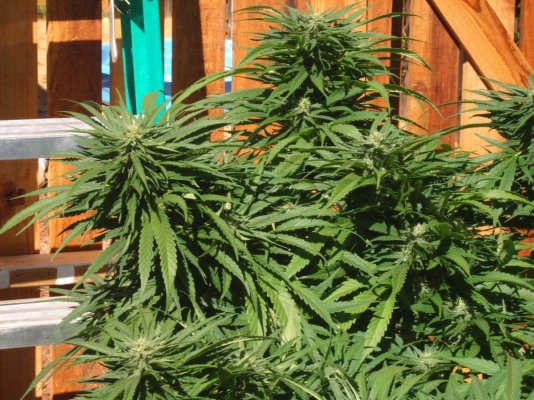 The Pollen Chuckers Club! Homemade Crosses only...