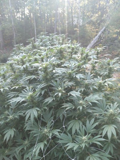 Lets see your 2019 outdoor plants!