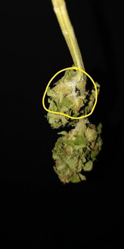 is-this-some-kind-of-mold-3.jpg