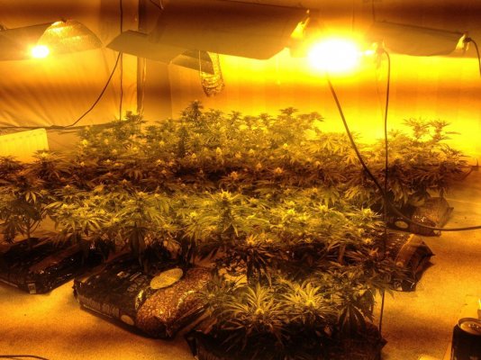 help-needed-first-time-grow-indoors-4.jpg