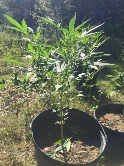 First outdoor grow