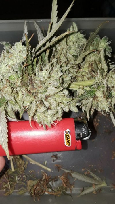 Plumbers Grow Diary