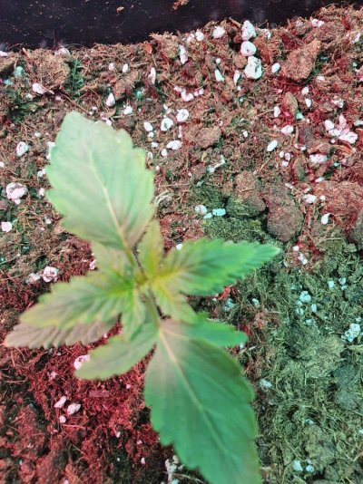 strange-leaves-color-2.jpg