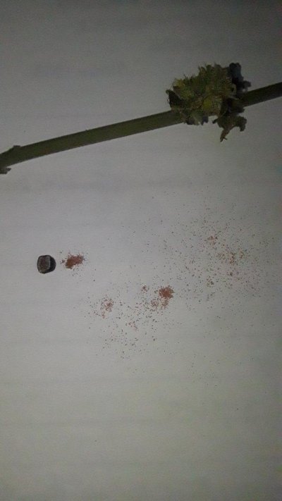 Scale Bugs on Weed?