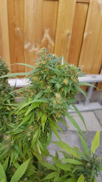 when-is-my-plant-for-harvest.jpg