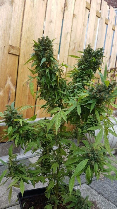 when-is-my-plant-for-harvest-3.jpg