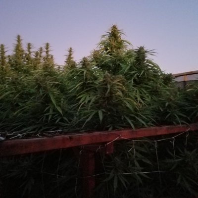 Journey Into The Birth And Grow Into White Blaze