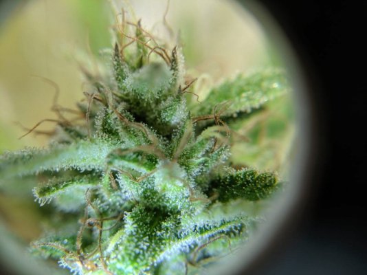should-i-harvest-this-jack-herer.jpeg