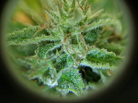 should-i-harvest-this-jack-herer-8.jpeg