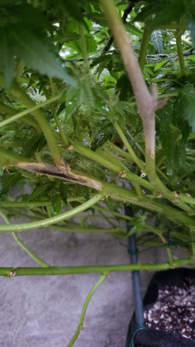 mold-or-harvest-2.jpg