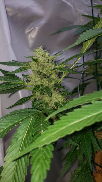 mold-or-harvest-3.jpg