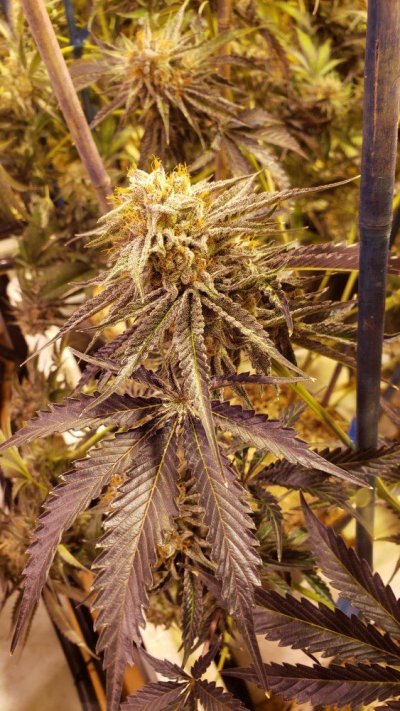 Karma Genetics  Headbanger / Mr D0p3sauce Grow Blog =]