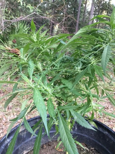 Lets see your 2019 outdoor plants!