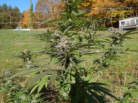 Lets see your 2019 outdoor plants!
