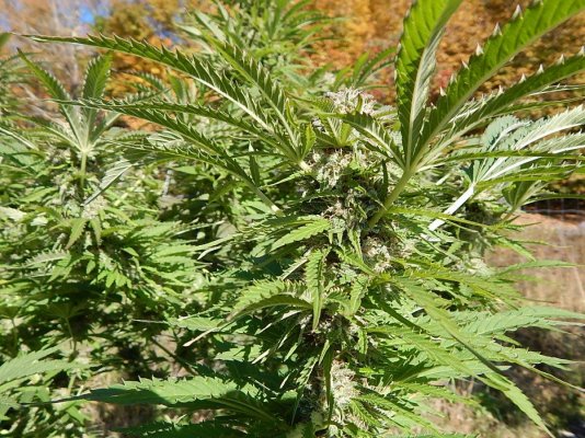 Lets see your 2019 outdoor plants!