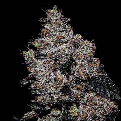 gmo-x-sunset-sherb.jpg