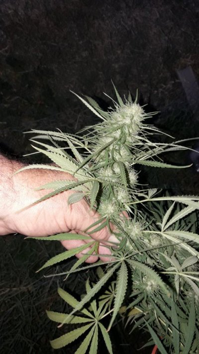 20191006_184901.jpg