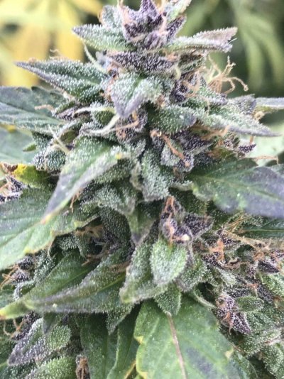 help-us-this-plant-ready.jpeg