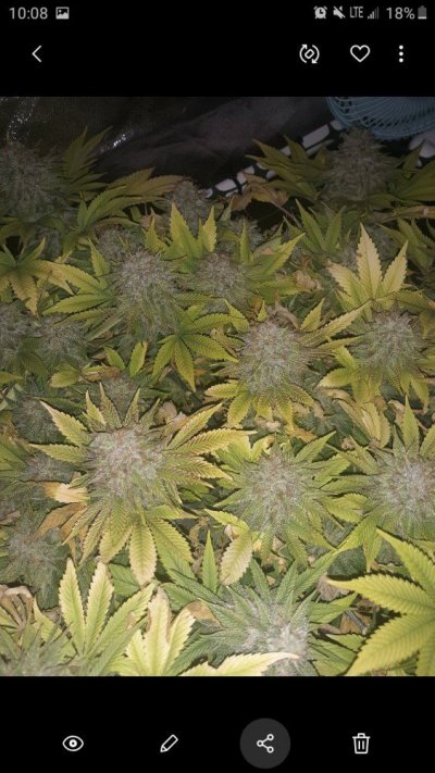 ready-for-harvest-or-wait-for-more-amber-trichomes-4.jpg