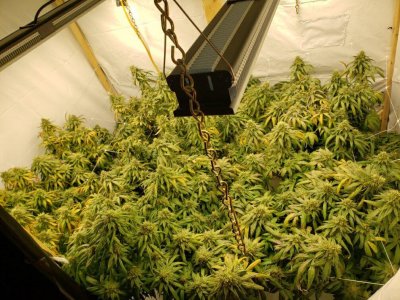 Mars Hydro LED