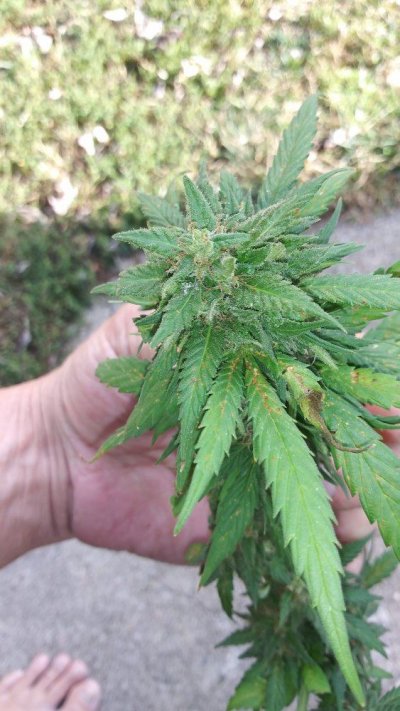 is-close-enough-to-harvest.jpg