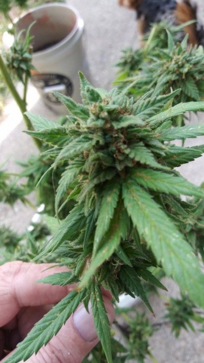 is-close-enough-to-harvest-4.jpg