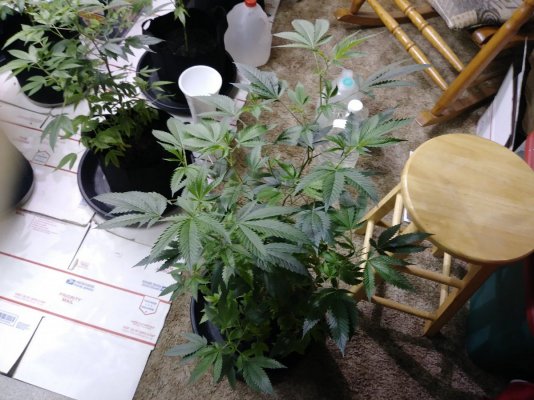 Can e-growers please send the chemical ferts to hell already?