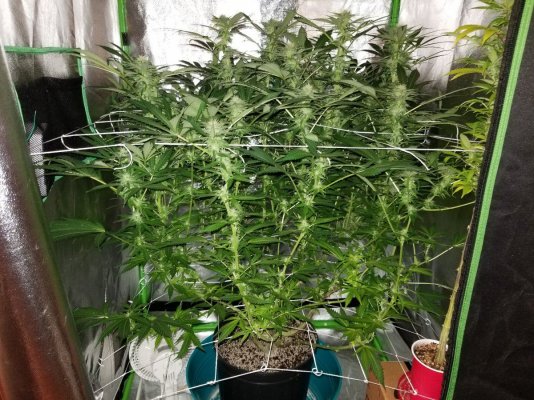 BigCube's grow show and tell.