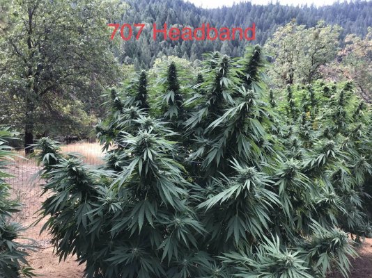 Garden Grow