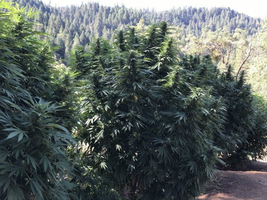 Garden Grow