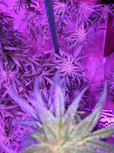Harvest