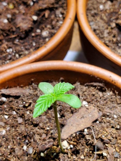 first-time-grower-what-you-guys-think-3.jpg