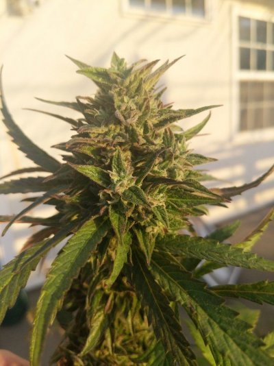 Red mites not going away - harvest? Wash?