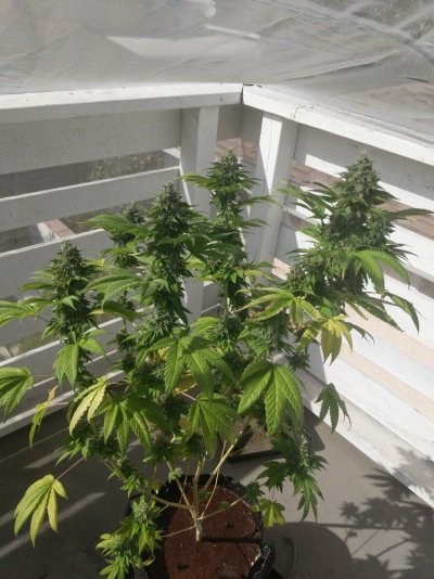 Red mites not going away - harvest? Wash?