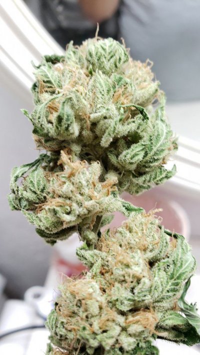 Karma Genetics  Headbanger / Mr D0p3sauce Grow Blog =]
