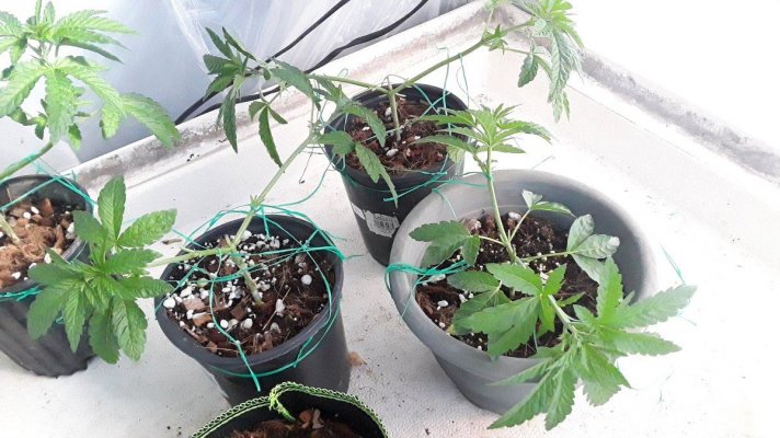 Plumber's First Coco Grow