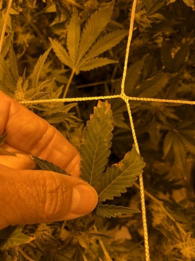7-weeks-into-flower-having-some-issues-please-help-15.jpeg