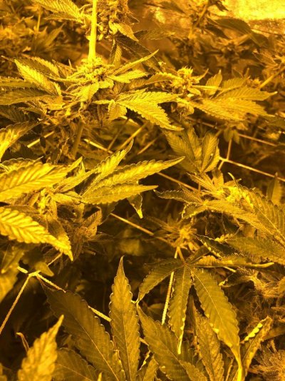 7-weeks-into-flower-having-some-issues-please-help-16.jpeg
