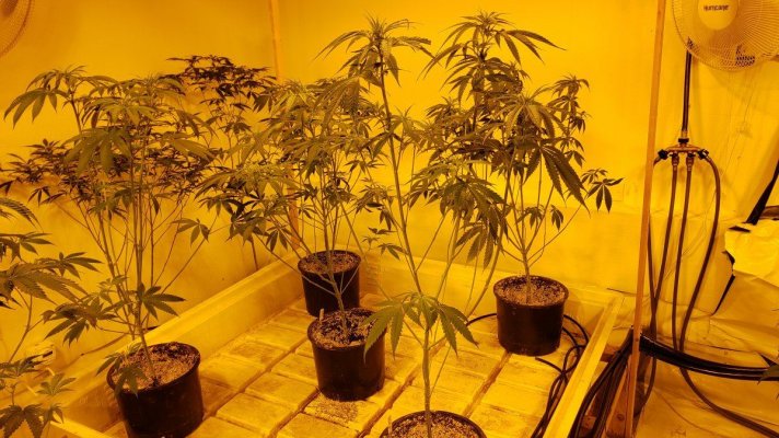 Karma Genetics  Headbanger / Mr D0p3sauce Grow Blog =]