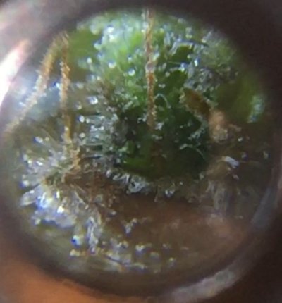 experienced-growers-what-do-you-think-when-should-i-harvest-based-on-these-pics-6.jpeg