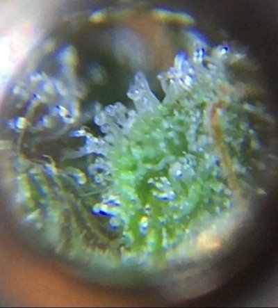 experienced-growers-what-do-you-think-when-should-i-harvest-based-on-these-pics-7.jpeg